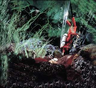 3. When Joe went scuba diving, he attracted a deadly shark!